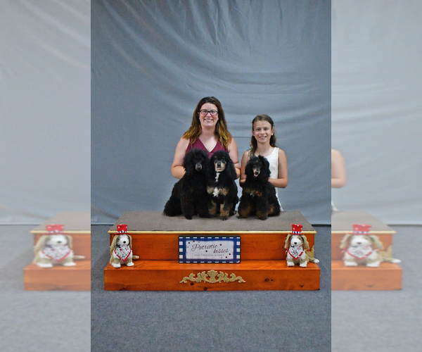 Medium Photo #8  Breeder Profile in BARBERTON, OH, USA