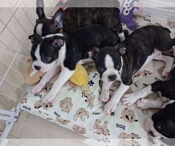 Medium Photo #1  Breeder Profile in TAMPA, FL, USA