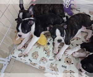 Faux Frenchbo Bulldog Dog Breeder near TAMPA, FL, USA