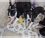 Small breeder photo