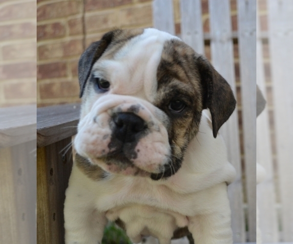 Medium Photo #1  Breeder Profile in Rockwall, TX, USA