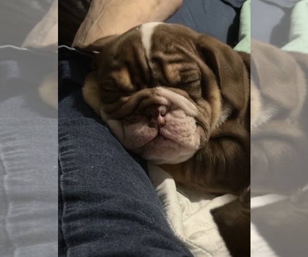 Medium Photo #1  Breeder Profile in DURHAM, NC, USA