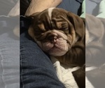 Small breeder photo