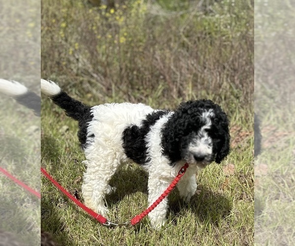 Medium Photo #15  Breeder Profile in BRANDON, FL, USA