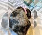 Small Photo #7  Breeder Profile in FRIENDSWOOD, TX, USA