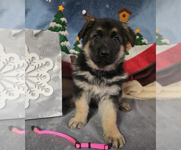 Medium Photo #3  Breeder Profile in WALHONDING, OH, USA