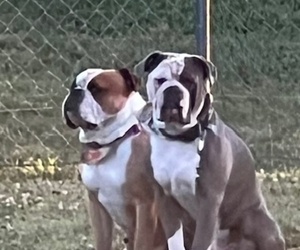 Olde English Bulldogge Dog Breeder near MCMINNVILLE, TN, USA