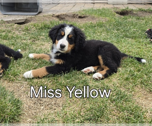 Medium Photo #20  Breeder Profile in SALMON, ID, USA