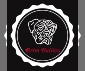 English Bulldog Dog Breeder near CLYMER, PA, USA