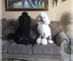 Poodle (Standard) Dog Breeder near CLOVIS, CA, USA