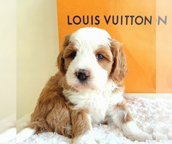 Medium Photo #1  Breeder Profile in ROWLETT, TX, USA
