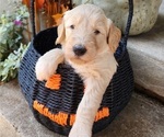 Small #16 Breeder Profile image
