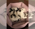 Small Photo #3  Breeder Profile in BELDING, MI, USA