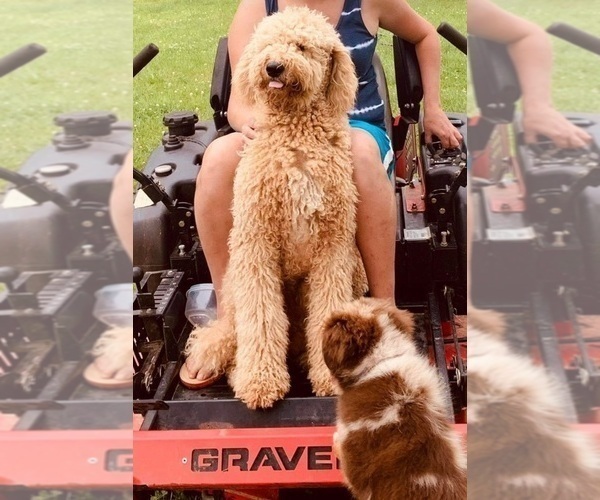 Medium Photo #4  Breeder Profile in MUNFORDVILLE, KY, USA