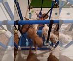 Small #83 Breeder Profile image