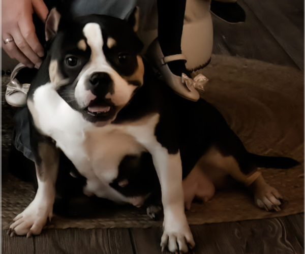 Medium Photo #1  Breeder Profile in BLOSSBURG, PA, USA