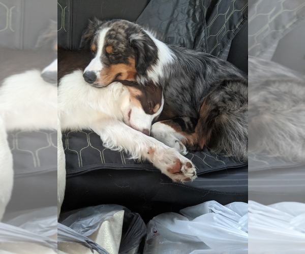 Medium Photo #1  Breeder Profile in CLEVES, OH, USA