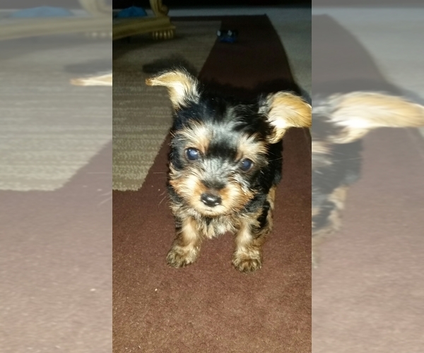 Medium Photo #20  Breeder Profile in NEENAH, WI, USA