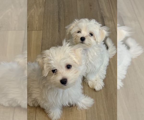 Medium Photo #3  Breeder Profile in CULLMAN, AL, USA