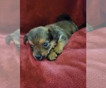 Small #131 Breeder Profile image