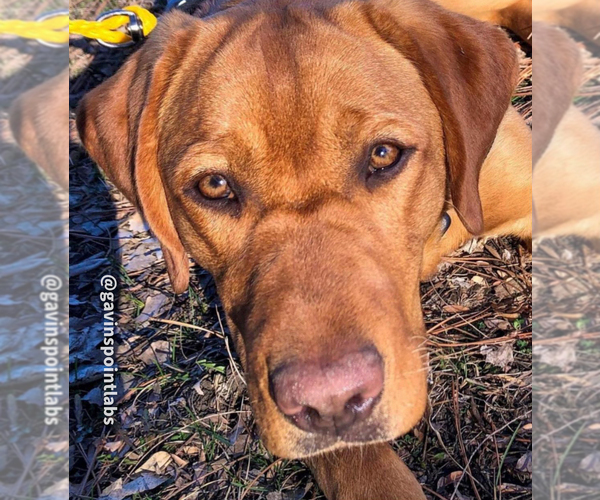 Medium Photo #2  Breeder Profile in BLUFF DALE, TX, USA