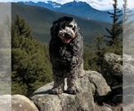 Small #1 Breeder Profile image