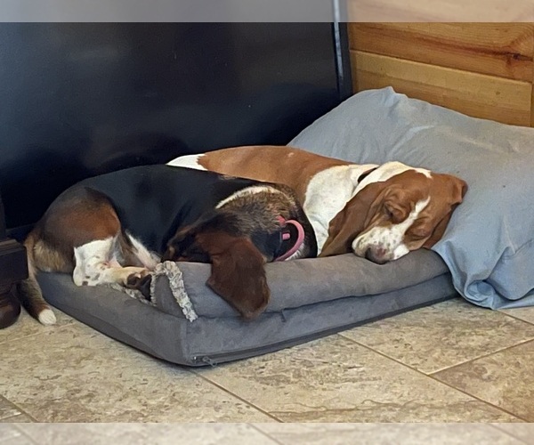 Medium Photo #7  Breeder Profile in IDABEL, OK, USA