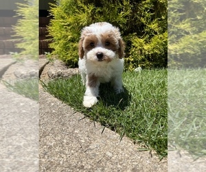 Cavapoo-Miniature Bernedoodle Mix Dog Breeder in TAYLORS,  USA