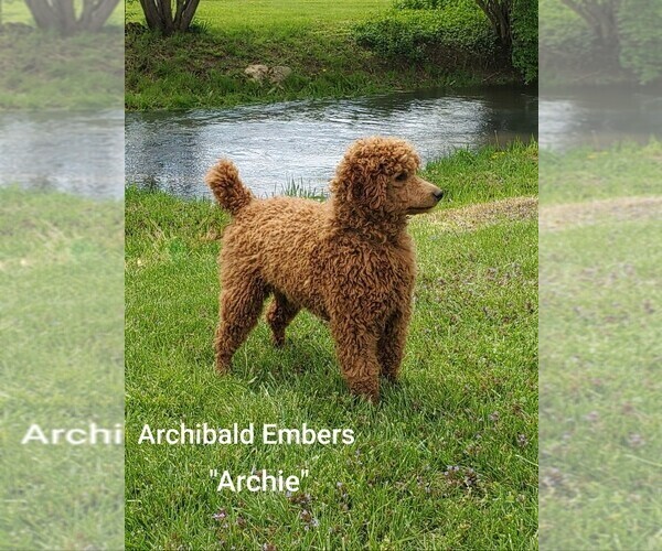 Medium Photo #2  Breeder Profile in BRIDGEWATER, VA, USA