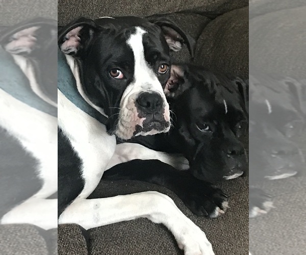 Medium Photo #4  Breeder Profile in VICTORIA, TX, USA