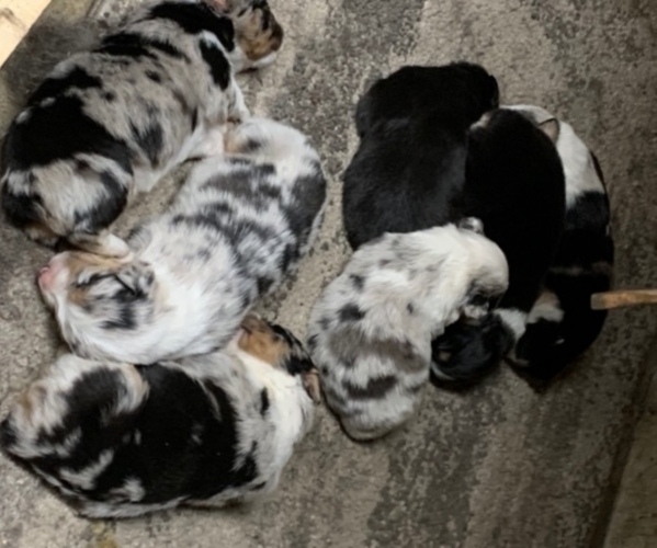 Medium Photo #1  Breeder Profile in VOLUNTOWN, CT, USA