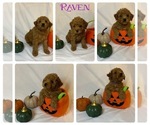 Small #5 Breeder Profile image