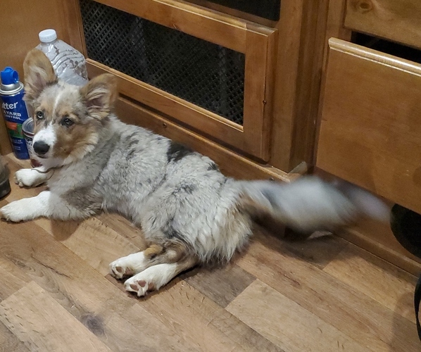 Medium Photo #2  Breeder Profile in ENDERLIN, ND, USA