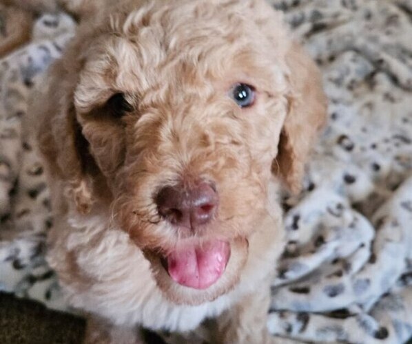 Medium Photo #1  Breeder Profile in DESOTO, TX, USA