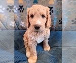 Small #5 Breeder Profile image