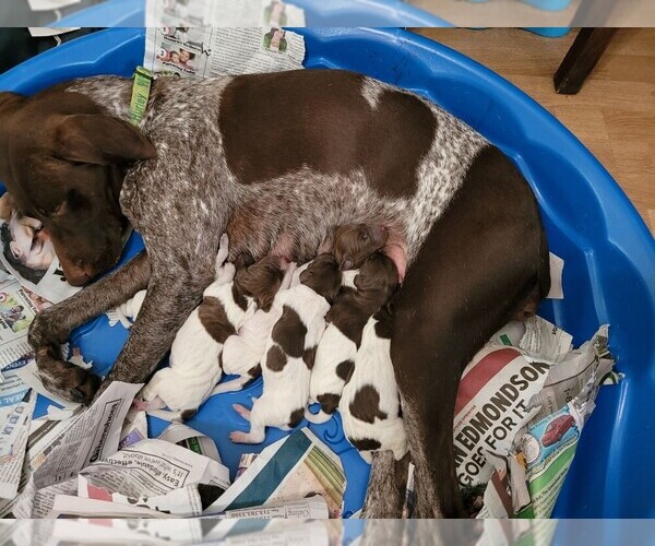 Medium Photo #16  Breeder Profile in FRIENDSWOOD, TX, USA