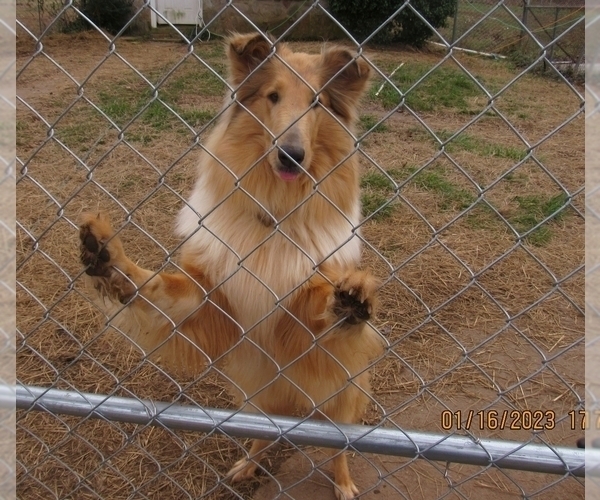 Medium Photo #14  Breeder Profile in HIGH POINT, NC, USA