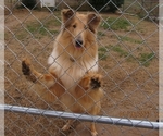 Small Photo #14  Breeder Profile in HIGH POINT, NC, USA