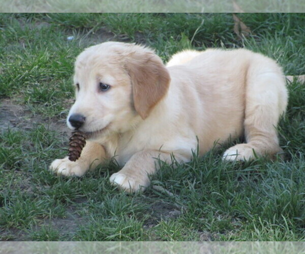 Medium Photo #1  Breeder Profile in BREMERTON, WA, USA