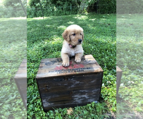 Medium Photo #4  Breeder Profile in CANEYVILLE, KY, USA