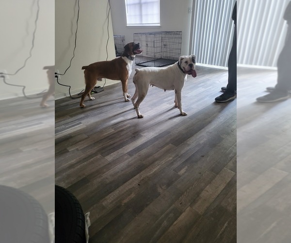 Medium Photo #1  Breeder Profile in COLUMBIA, SC, USA