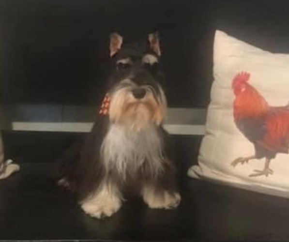Medium Photo #1  Breeder Profile in SHAWNEE, OK, USA