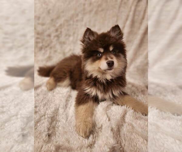Medium Photo #1  Breeder Profile in GOWEN, MI, USA