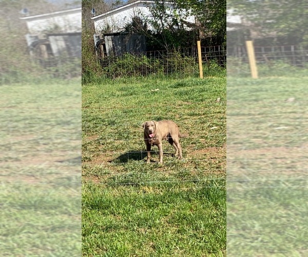 Medium Photo #1  Breeder Profile in ANDERSON, SC, USA