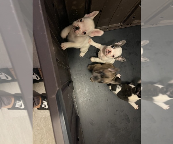 Medium Photo #1  Breeder Profile in LOS BANOS, CA, USA