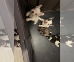 Small breeder photo