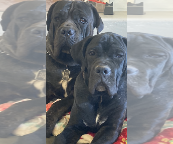 Medium Photo #1  Breeder Profile in LAVEEN, AZ, USA