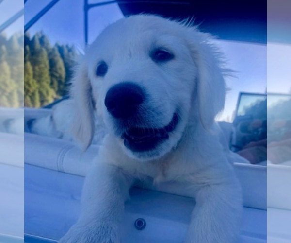 Medium Photo #10  Breeder Profile in COLVILLE, WA, USA
