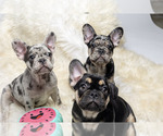 Small breeder photo