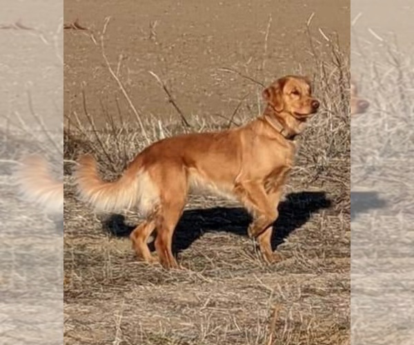 Medium Photo #5  Breeder Profile in WILLOWS, CA, USA